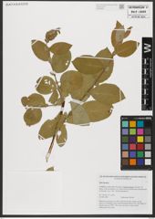Foto von Salix hastata L.